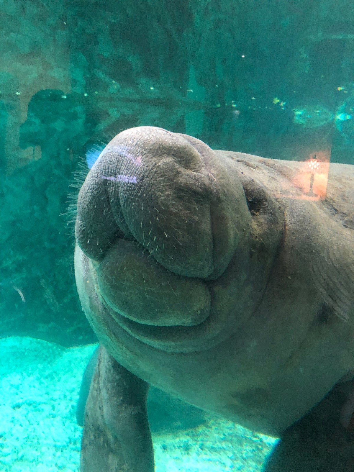 🐠 신 야시마 수족관 (신야시마스이조쿠칸) 이미지 3